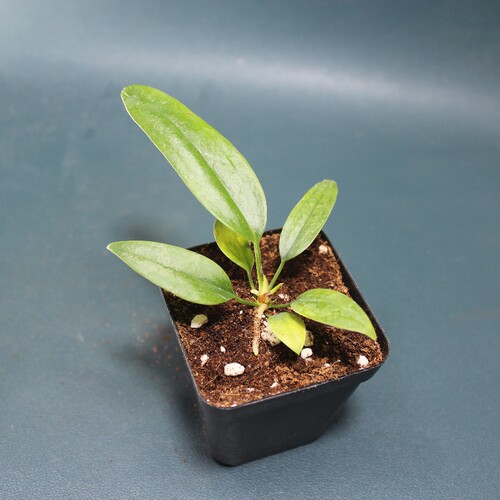 包邮 贝克力领带花烛室内绿植观赏植物办公室盆栽耐阴阳台花卉 - 图0