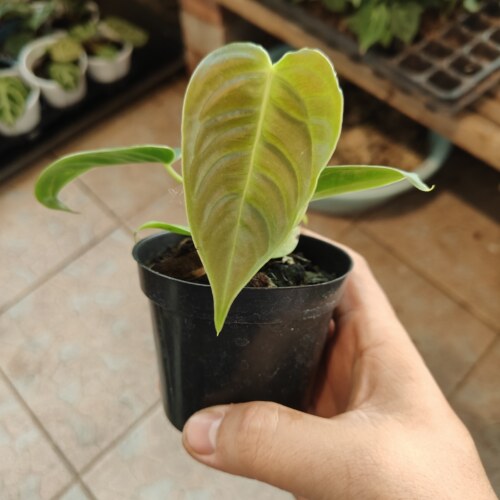 包邮火鹤王花烛Anthurium veitchii大叶片室内绿植观赏热植火鹤后 - 图1