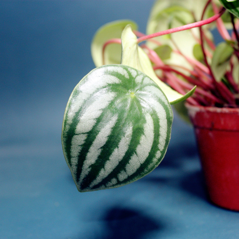 包邮西瓜皮椒草 INS北欧风室内绿植桌面小盆栽观赏植物养护简单-图2