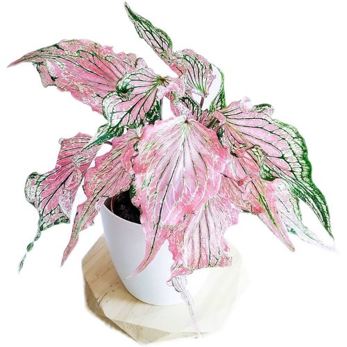 彩叶芋五彩芋白色恋人粉色飞溅粉色和声海王绿植盆栽进口泰国美人 - 图3