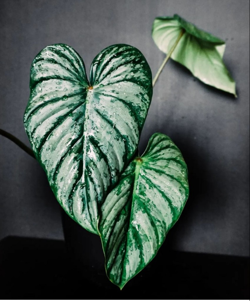 银斑帕斯塔蔓绿绒云锦马梅碧浪Philodendron Pastazanum Silver-图3