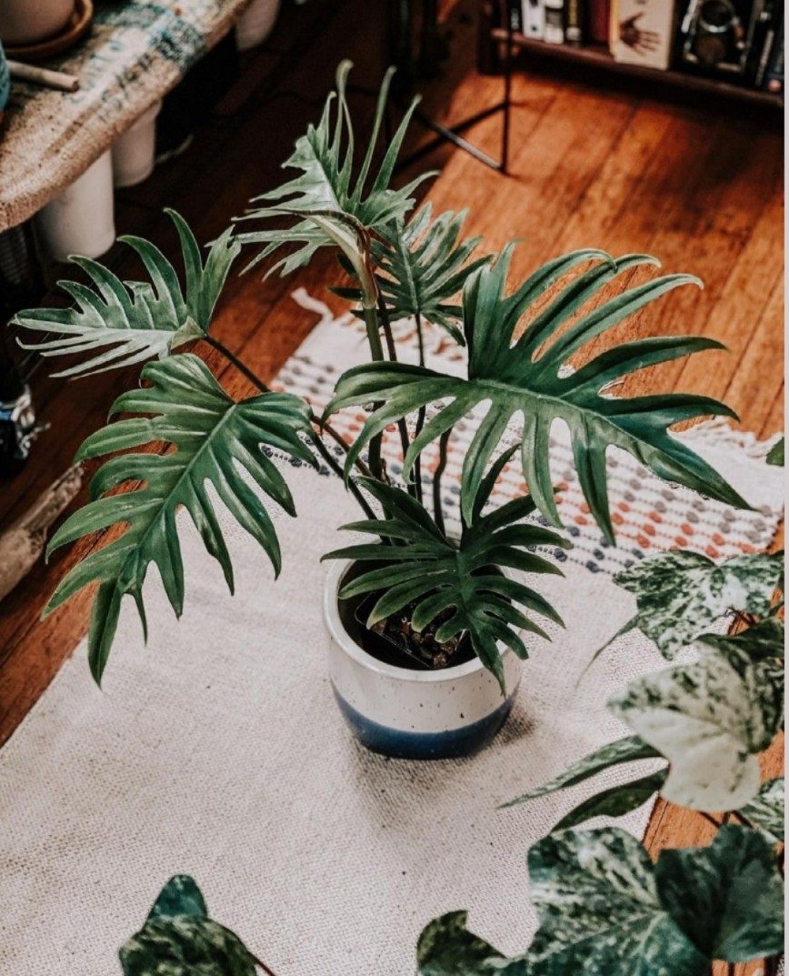 philodendron mayoi羽裂蔓绿绒进口ins观叶植物盆栽室内耐干好养,淘宝优惠券,粉丝福利购,淘宝优惠卷