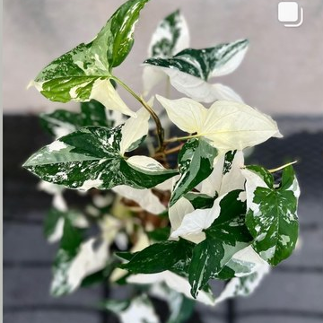 进口白锦合果芋Syngonium Podophyllum Variegated热带植物 - 图1