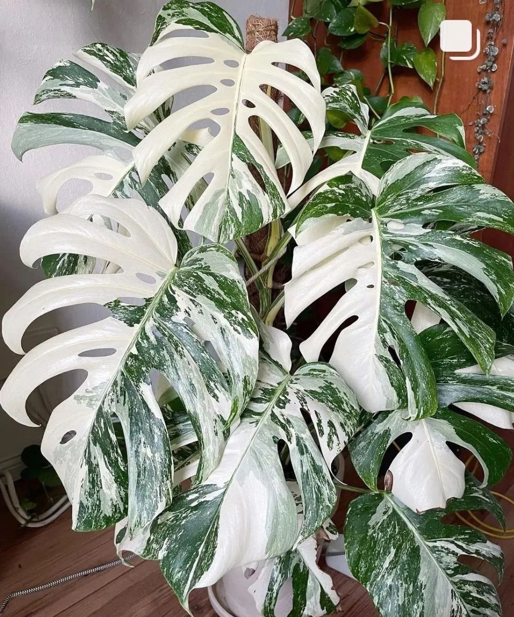 荷兰进口白锦龟背洒金花叶日本龟背竹ins风室内阳台客厅绿植盆栽,淘宝优惠券,粉丝福利购,淘宝优惠卷