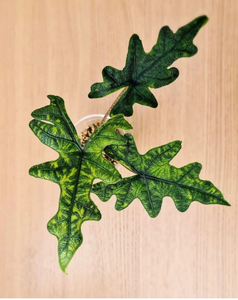 杰克琳海芋杰克林 Alocasia Jacklin观叶原种进口热植,淘宝优惠券,粉丝福利购,淘宝优惠卷