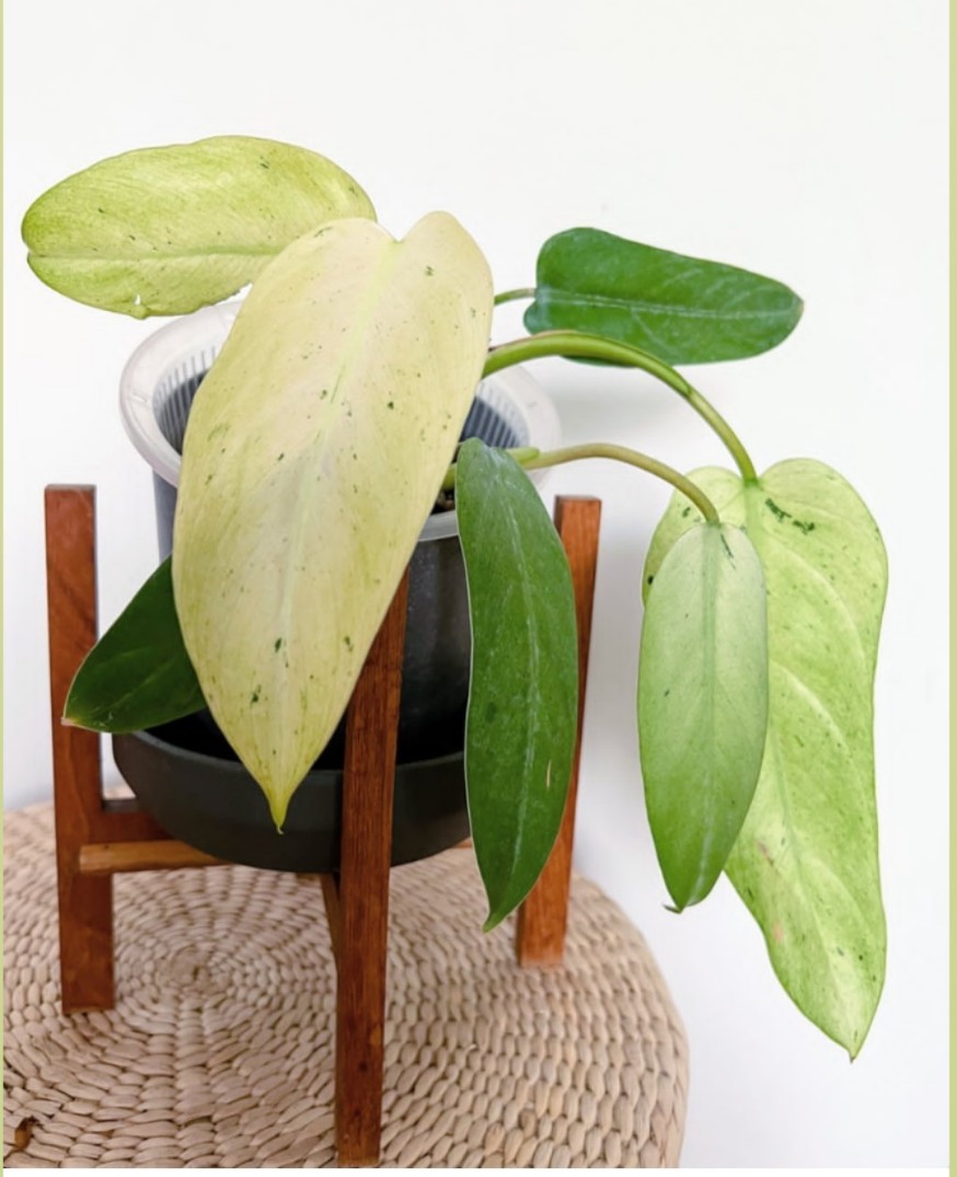 雪堆蔓绿绒Philodendron snowdrif室内网红植物盆栽阳台-图0