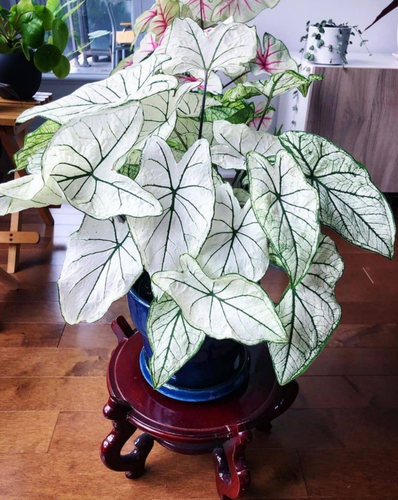 粉色飞溅月光甜心粉色泰国五彩海王初恋花叶芋观叶马菲特胡椒盆栽 - 图1