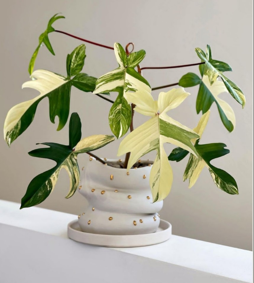 佛罗里达美人锦飞机蔓绿绒锦化室内Philodendron Florida Beauty-图0