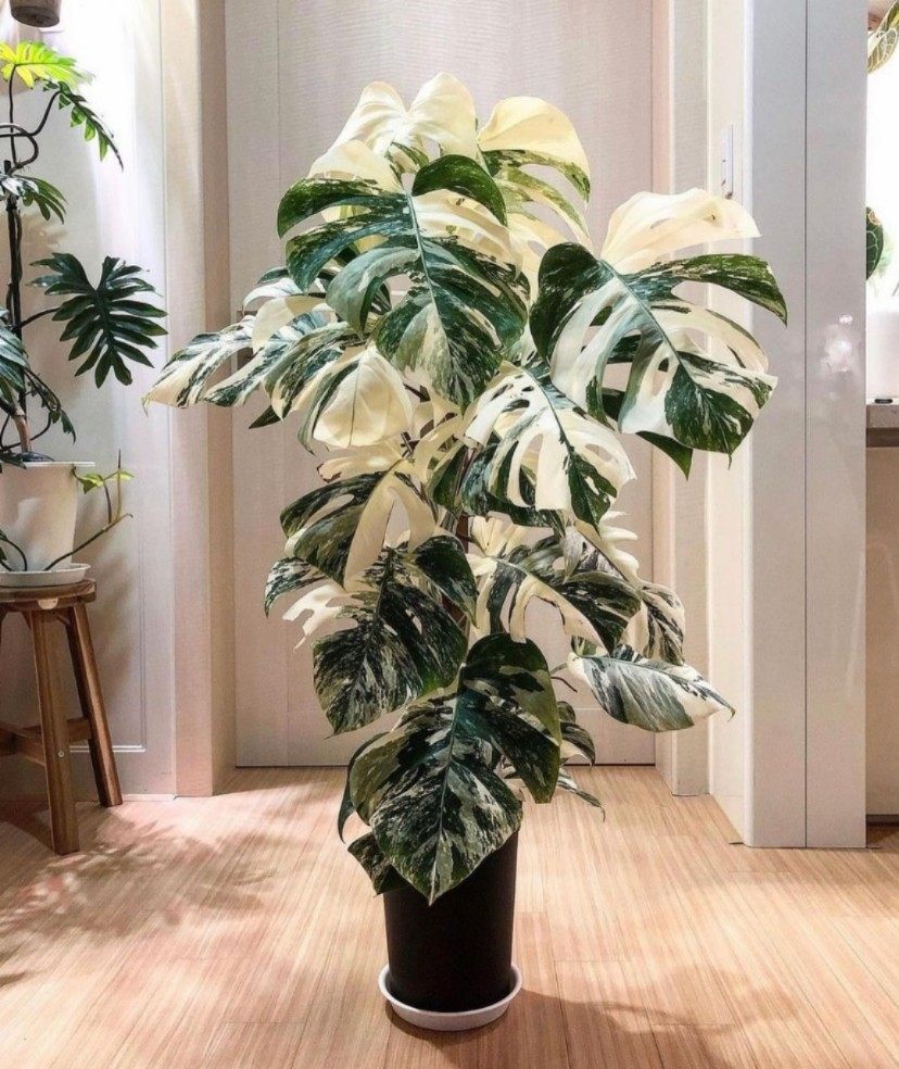 荷兰日本进口白锦化雪花阴阳叶洒金龟背竹室内网红热植白锦龟背竹,淘宝优惠券,粉丝福利购,淘宝优惠卷