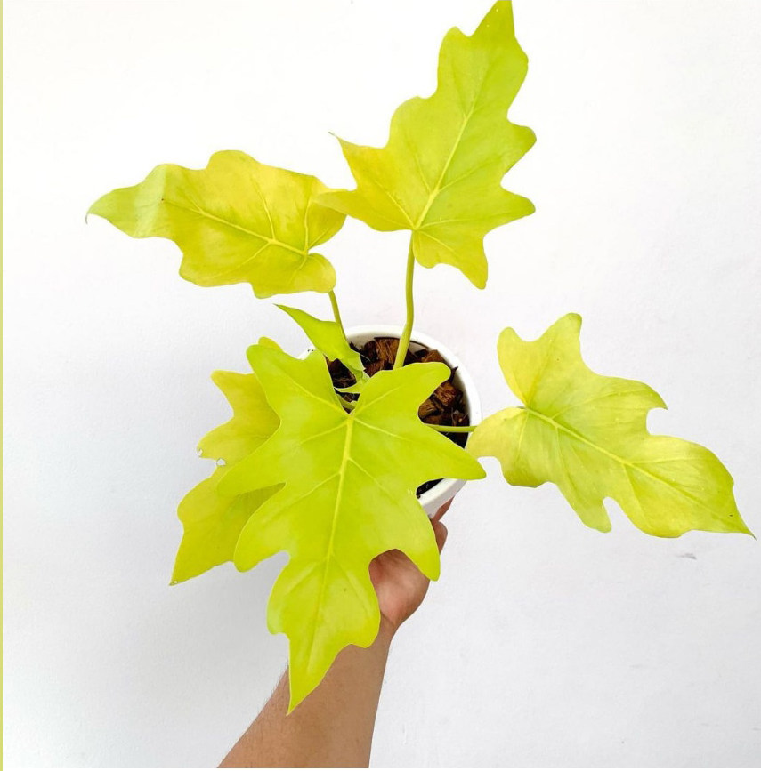 黄金春羽蔓绿绒瓦塞维奇春雨蔓绿绒稀有进口植物ins网红绿植盆栽,淘宝优惠券,粉丝福利购,淘宝优惠卷