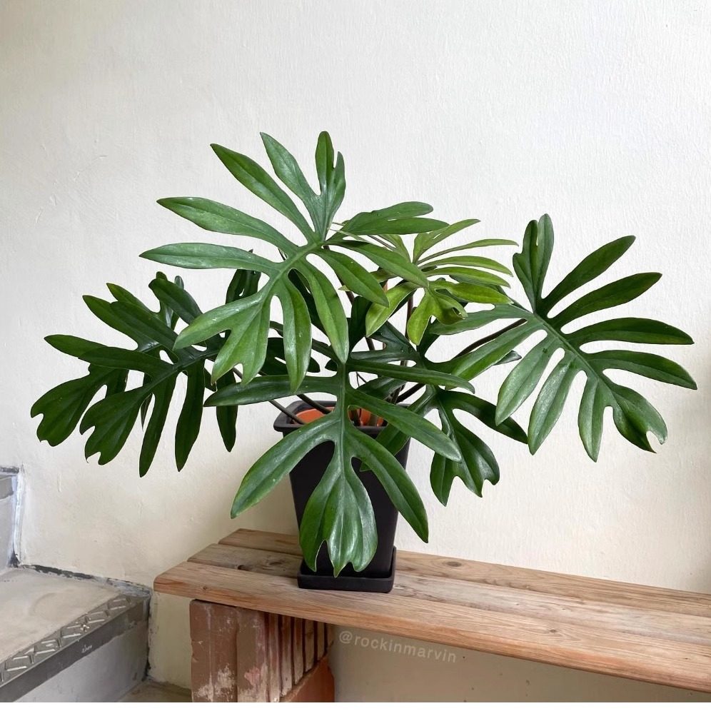 philodendron mayoi羽裂蔓绿绒进口ins观叶植物盆栽室内耐干好养,淘宝优惠券,粉丝福利购,淘宝优惠卷