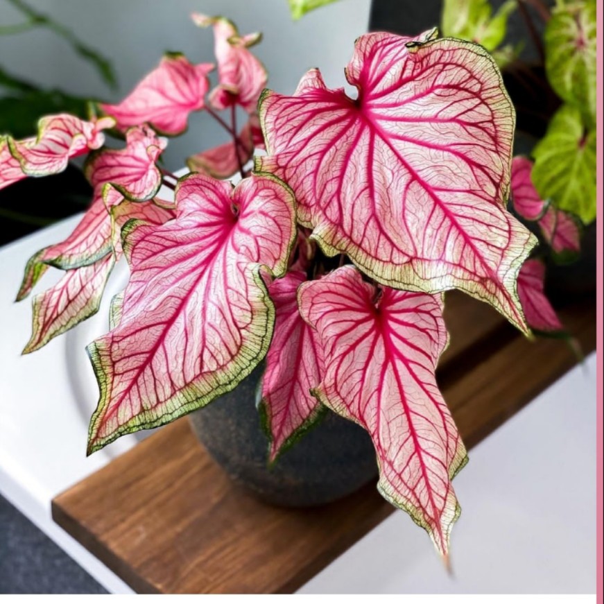 佛罗里达甜心思乐彩叶芋海王莫妮卡花镜阳台室外庭院五彩芋植物,淘宝优惠券,粉丝福利购,淘宝优惠卷