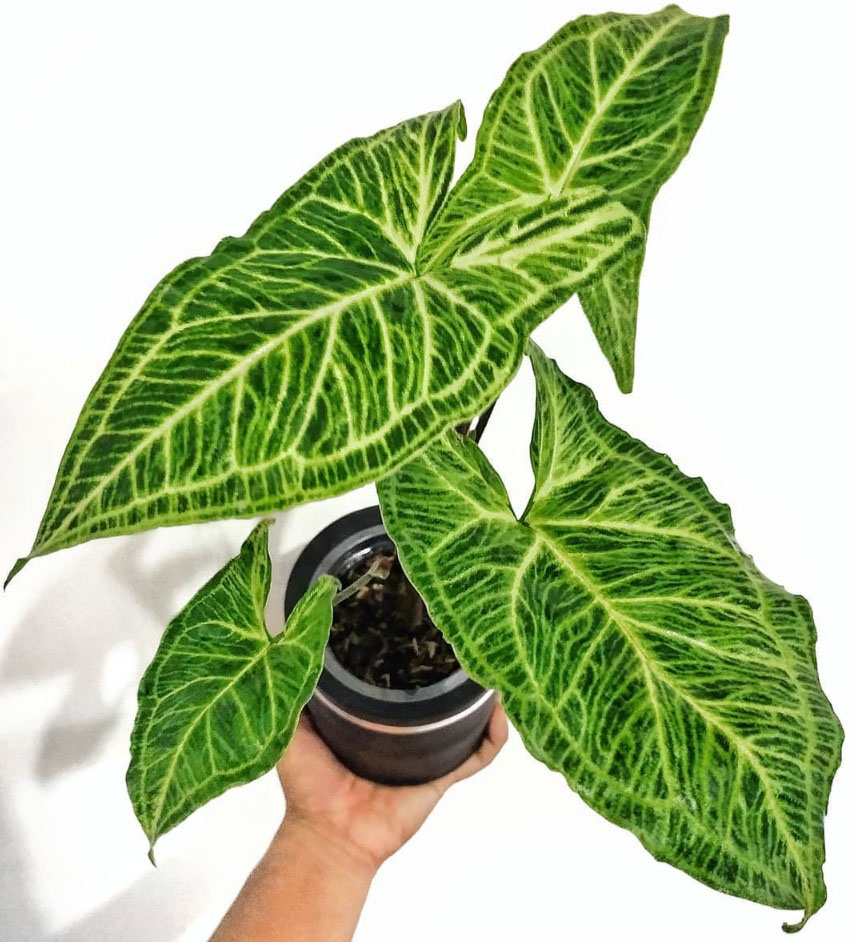 巴迪布纹合果芋Syngonium Batik牛奶合果芋稀有网红ins风观叶盆栽 - 图2