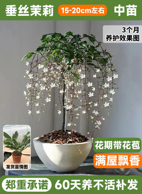 绿植盆栽田园风格室内阳台精华空