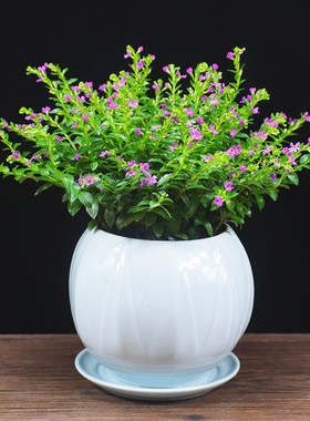 娇娇l绿植净化空气田园室内阳台