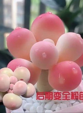 多肉植物桃蛋桃之卵多头老桩套餐室内办公室桌面小盆栽