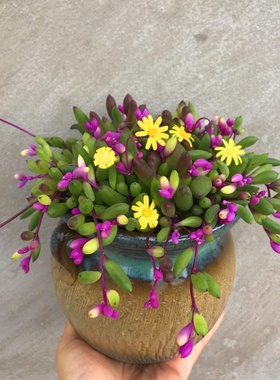 小净化空气田园室内阳台绿植盆栽