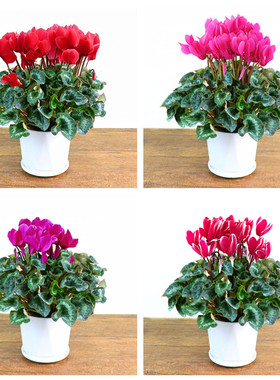 娇娇绿植盆栽好净化空气田园室内