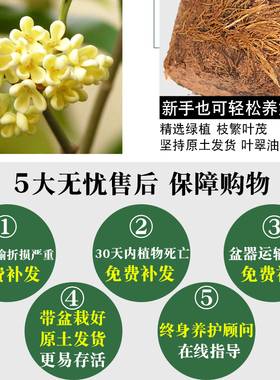 桂花树苗盆栽室内四季开花