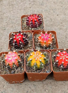 多肉植物室内阳台净化空气绿植盆