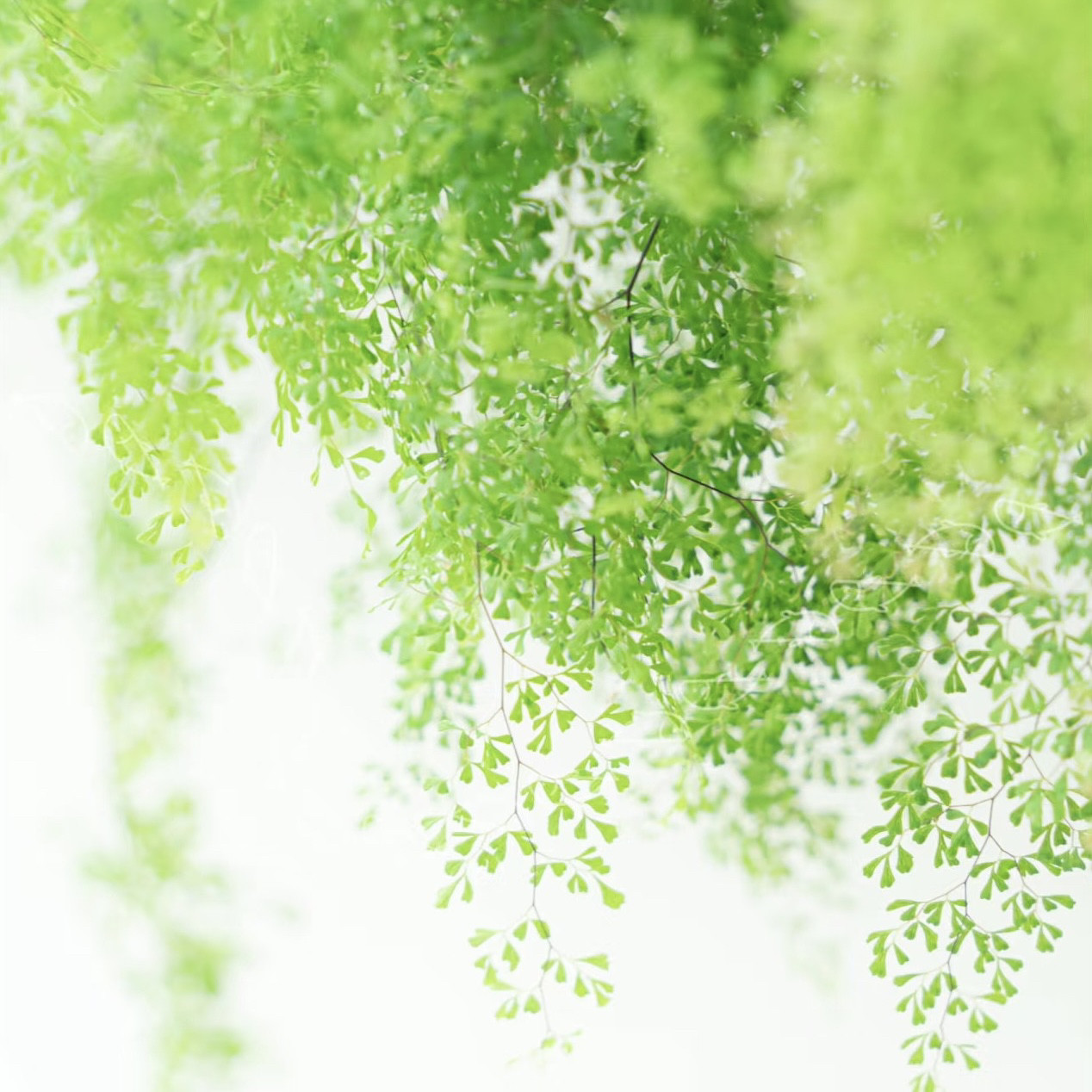 花与花器正品迷雾森林铁线蕨极小叶品种绿植盆栽观叶蕨类植物喜阴,淘宝优惠券,粉丝福利购,淘宝优惠卷