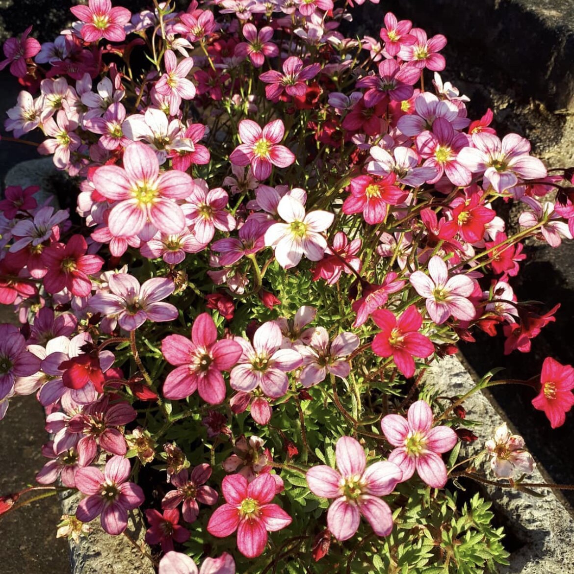 花与花器 阿伦兹虎耳草 耐阴多年生探春元春室内阳台花园开花盆栽
