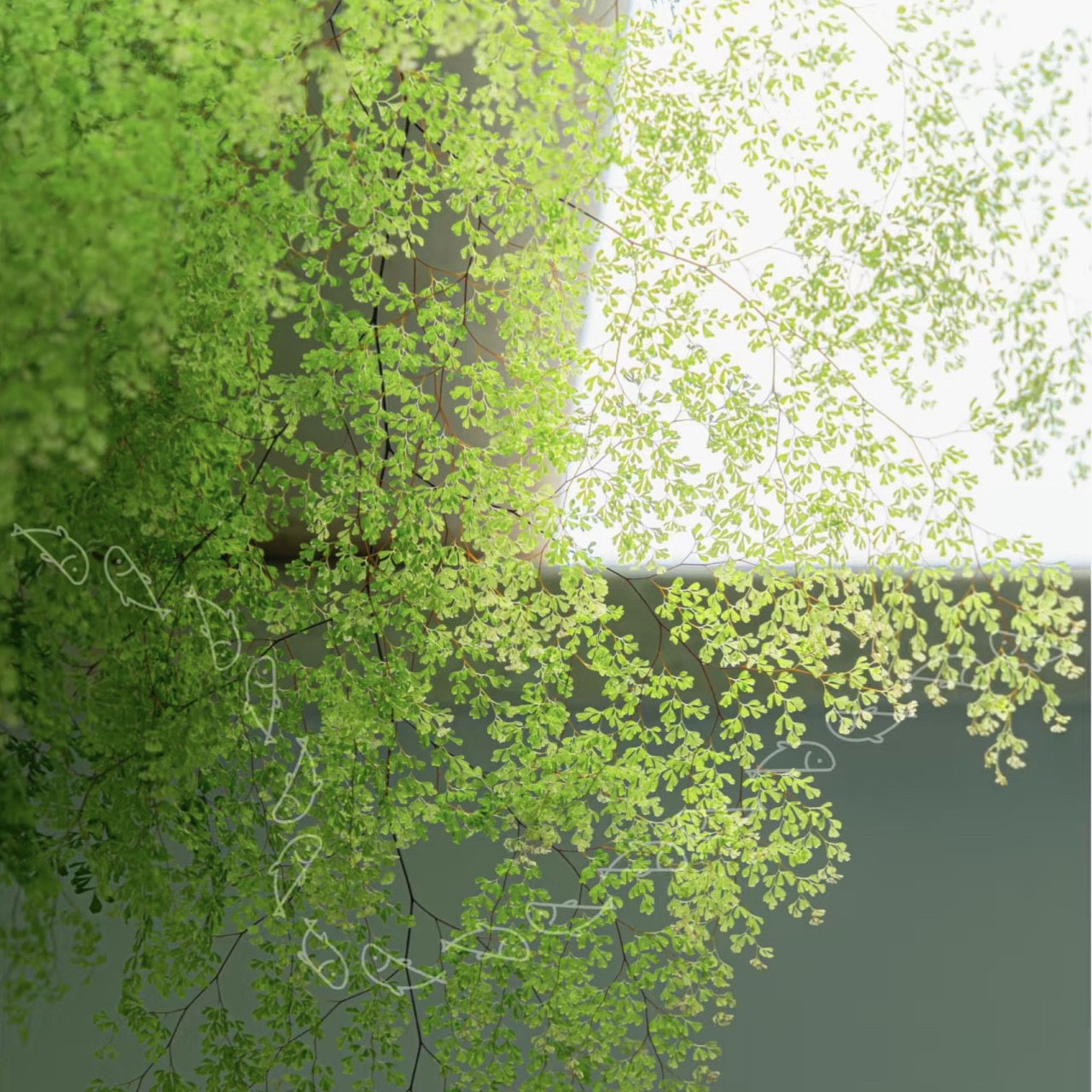 花与花器正品迷雾森林铁线蕨极小叶品种绿植盆栽观叶蕨类植物喜阴,淘宝优惠券,粉丝福利购,淘宝优惠卷