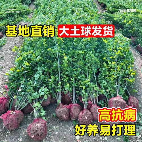 直立冬青苗法国冬青北海道黄杨大叶黄杨庭院围墙篱笆四季常青 - 图1