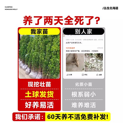 直立冬青苗法国冬青北海道黄杨大叶黄杨庭院围墙篱笆四季常青 - 图0