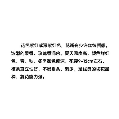 1999日系ワイヤルRoyale皇宫深紫红强浓玫瑰果香大花阳台多季盆花 - 图0