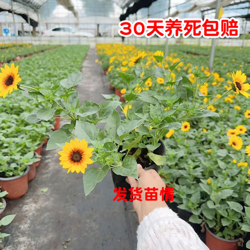 盆栽光辉岁月向日葵苗带花苞四季开花多年生阳台绿植花卉好养易活 - 图3