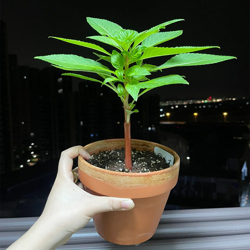 凤仙花花苗指甲花盆栽阳台庭院学生观察花卉植物学生观察作业 - 图1