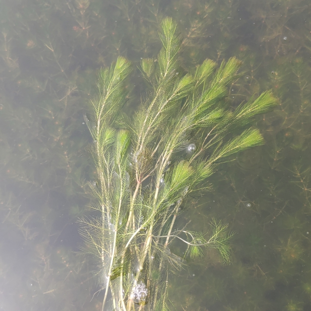 穗花狐尾藻水草牛头尾植物穗状聚藻泥西懒人鱼缸水族箱造景四季青 - 图0