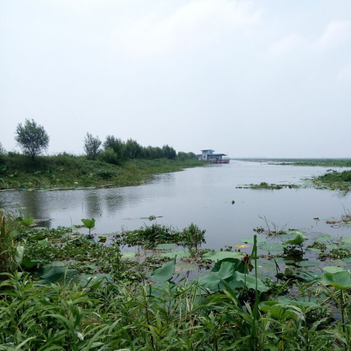 洪湖小龙虾苗种养殖淡水幼苗特大虾苗高产抱卵种虾鲜活湖虾苗活体 - 图2