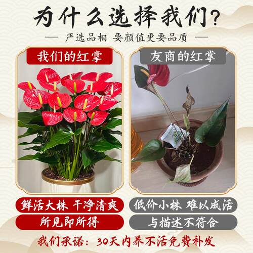 红掌盆栽带花大盆大叶四季开花卉绿植物鸿运当头室内客厅旺宅好养 - 图0