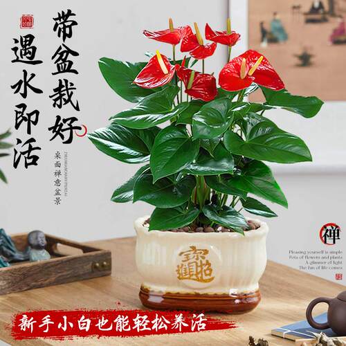 红掌盆栽带花大盆大叶四季开花卉绿植物鸿运当头室内客厅旺宅好养 - 图2
