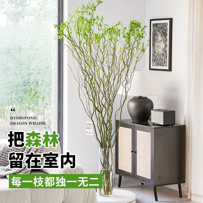 龙柳鲜枝水培植物室内好养活绿植客厅干支雪柳富贵竹水养花卉盆栽,淘宝优惠券,粉丝福利购,淘宝优惠卷