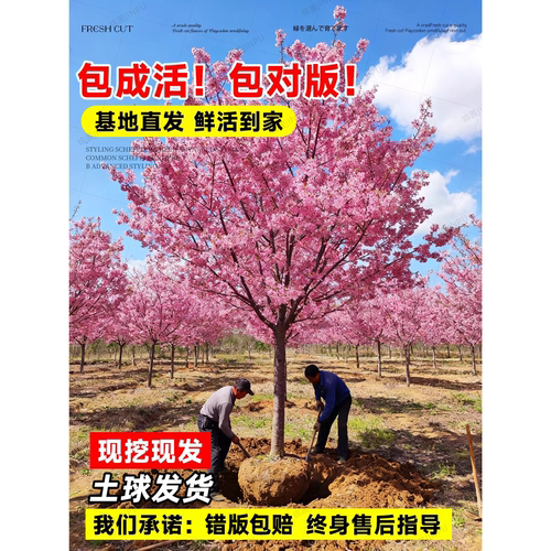樱花树苗庭院大树日本晚樱南北方庭院种植花卉盆栽工程绿化风景树 - 图2