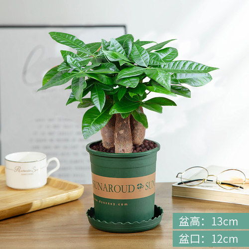 发财树盆栽植物室内办公室好养绿植水培小盆栽客厅大盆景四季常青 - 图2
