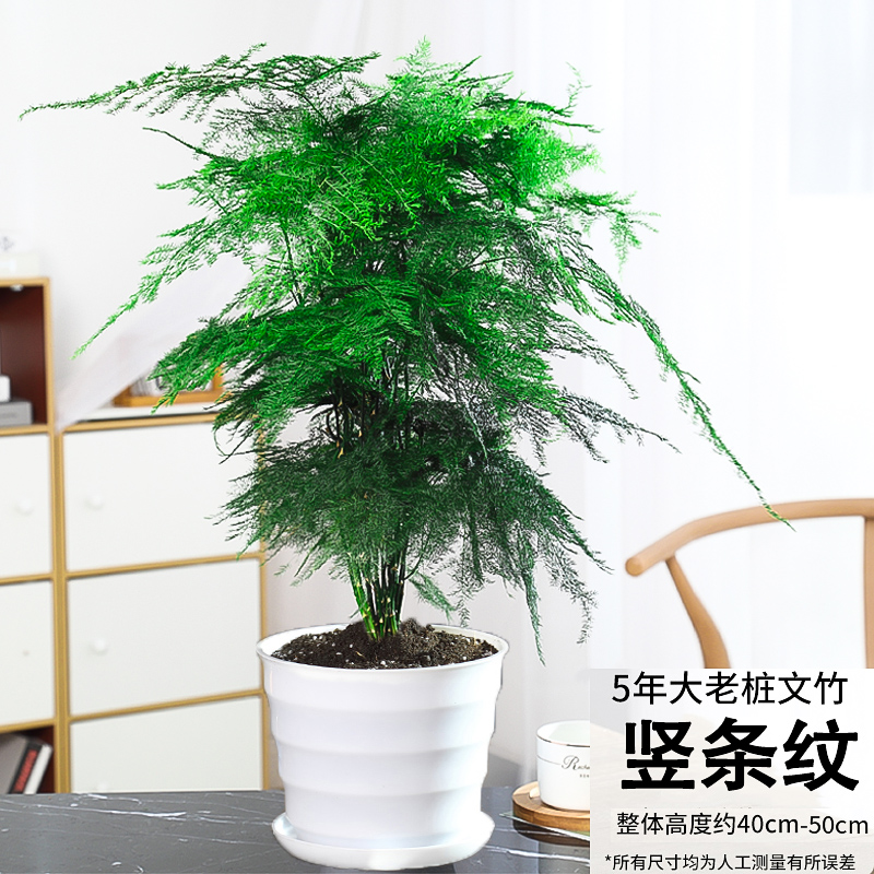 文竹盆栽花卉易活植物室内办公室水培桌面绿植大全苗盆景四季常青 - 图2