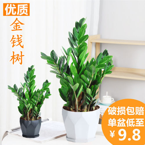 金钱树盆栽植物室内花卉大型客厅好养绿植大摇钱串子招财小发财树 - 图0