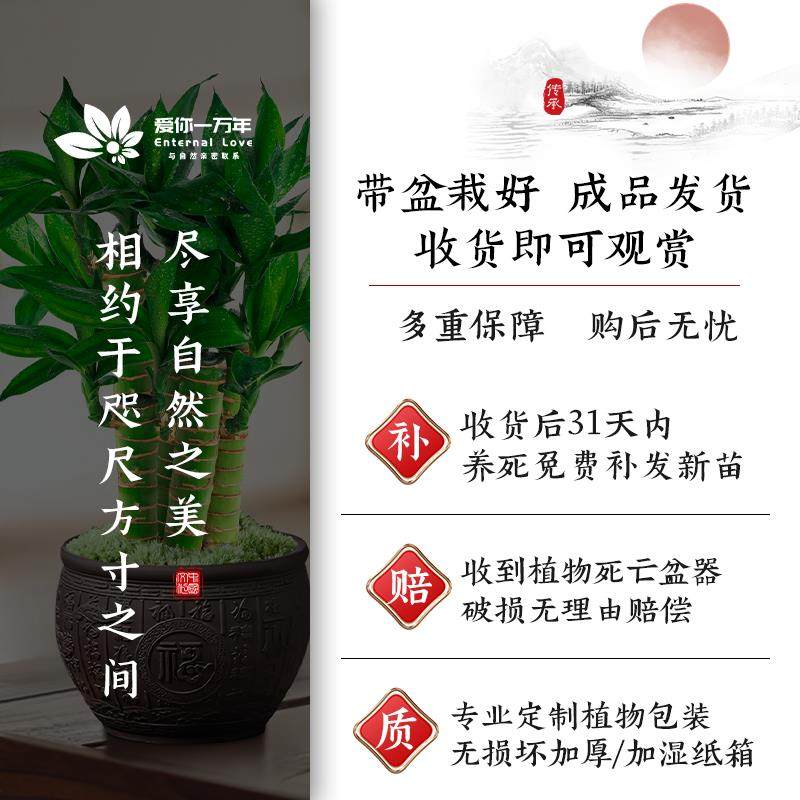 富贵竹盆栽办公室内中式盆景观音竹步步高升绿植客厅招财,淘宝优惠券,粉丝福利购,淘宝优惠卷