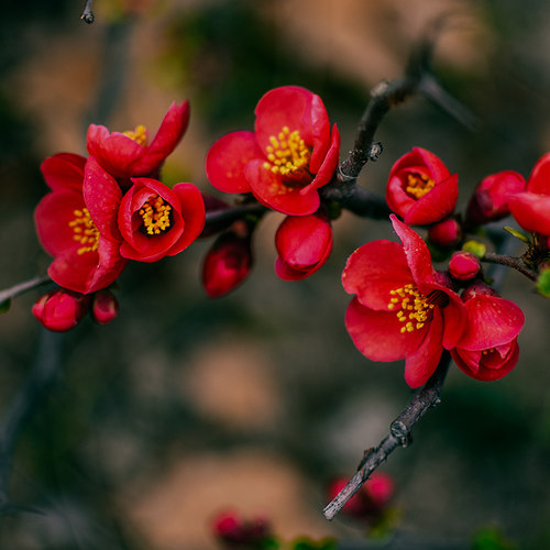 海棠花盆栽树苗带花苞盆景重瓣老桩庭院绿植物室内开花卉好养 - 图1