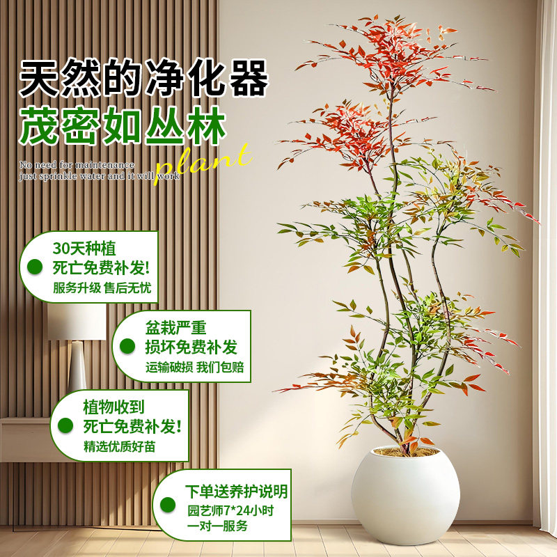造型南天竹真树盆栽客厅大型绿植物办公室内火焰老桩好养四季常青,淘宝优惠券,粉丝福利购,淘宝优惠卷