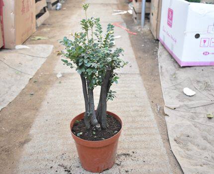 小叶紫檀盆景苗正宗清香胡椒木室内驱蚊盆栽植物好养花卉四季常青 - 图1