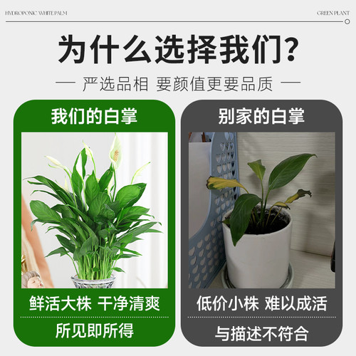 一帆风顺盆栽白掌绿植带花苞水培植物办公室内红掌花卉花好养易活 - 图3