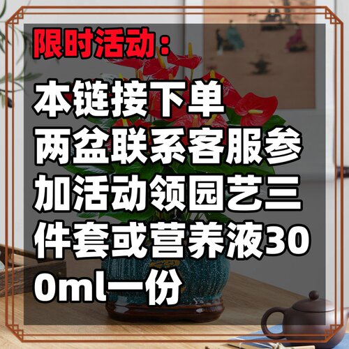 红掌盆栽带花大盆大叶四季开花卉绿植物鸿运当头室内客厅旺宅好养 - 图3