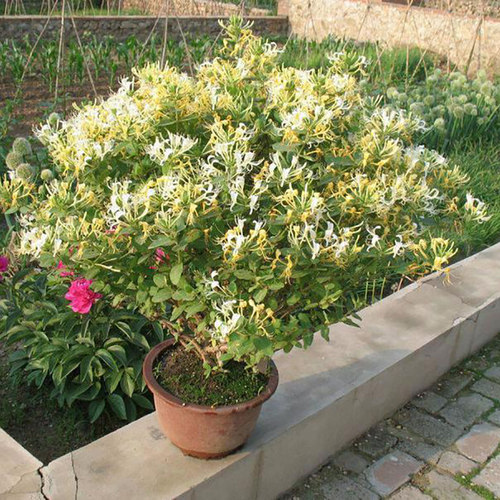 耐寒金银花树苗盆栽室内浓香花卉阳台庭院老桩爬藤绿植物 - 图2
