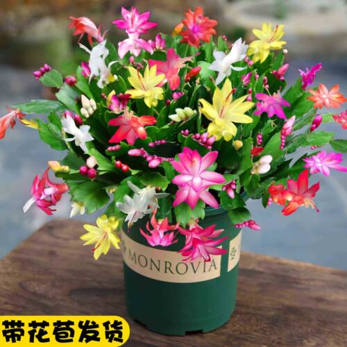 蟹爪兰盆栽带花苞多色花卉多肉植物室内绿植懒人好养易活四季开花 - 图0