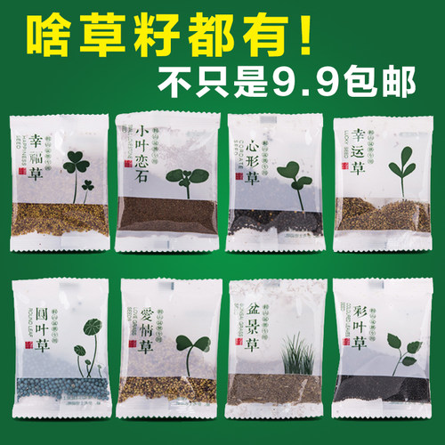 上水石吸水石假山草籽盆景微景观盆栽草籽植物珍珠草碗莲苔藓粉 - 图1